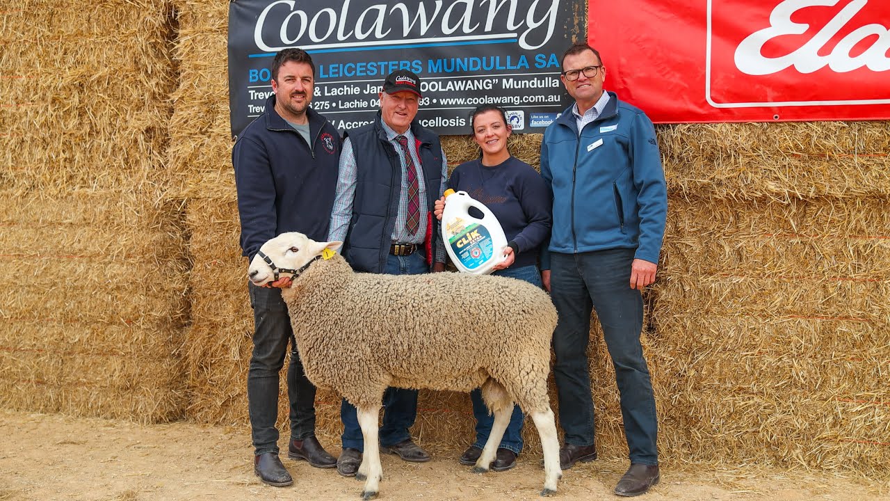 Coolawang 2025 Sale Day Highlights