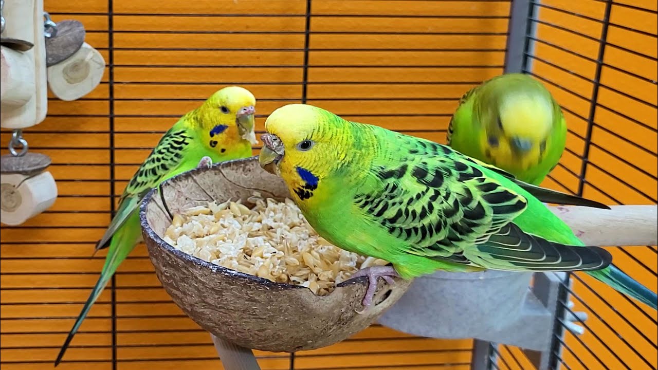 7 hours of budgie sounds for relaxation