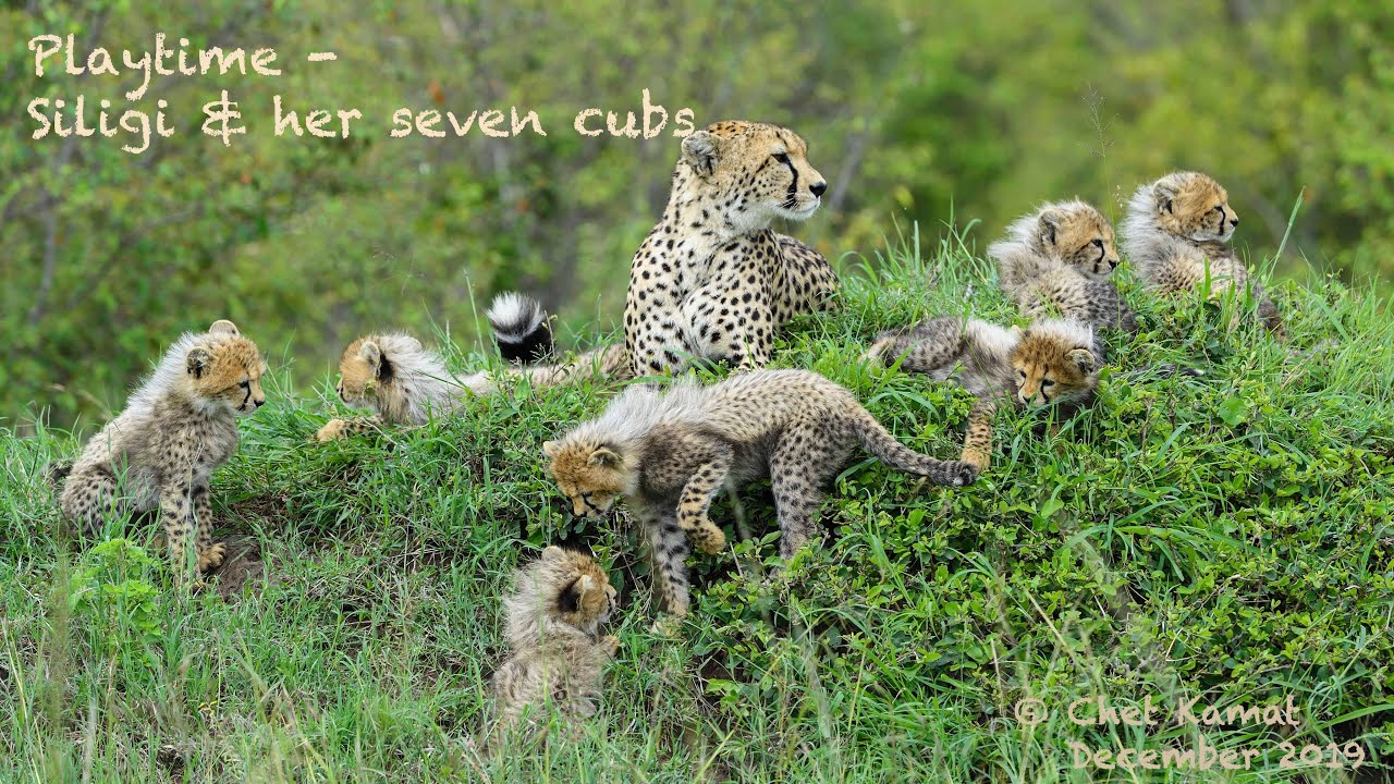 Play time ... cheetah supermom Siligi and her seven cubs