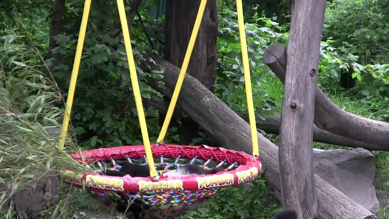 Panda Baby Fu Hu falling down- Zoo Vienna.mp4