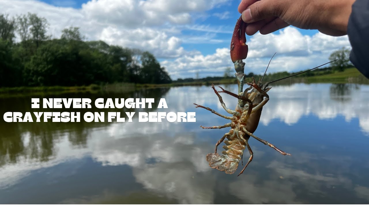 Nymph fly fishing at Loynton Trout Fishery and first time catching a crayfish