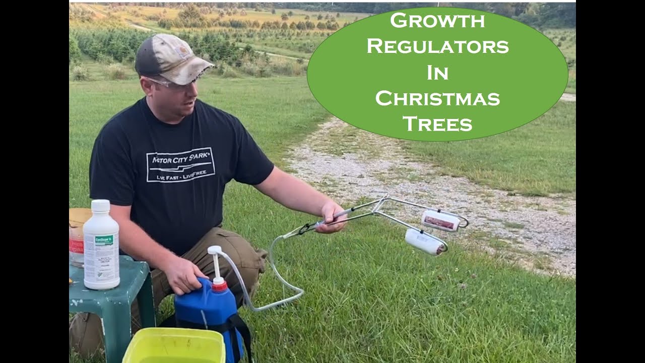 Applying Plant Growth Regulators to Christmas Trees