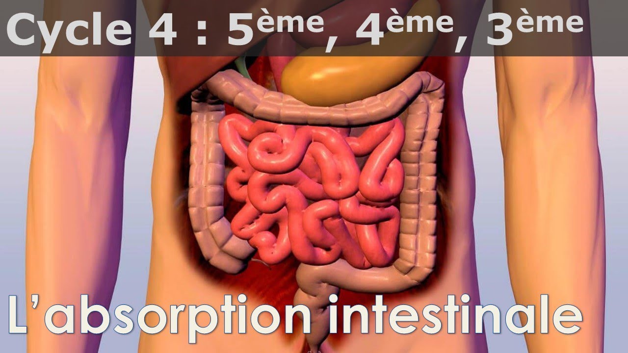 SVT - Cycle 4 - COURS - L'absorption intestinale