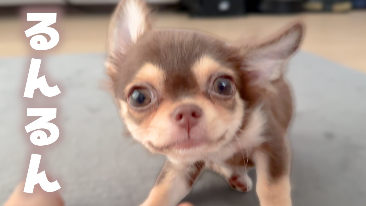 チワワの子犬が散歩できるようになったよ