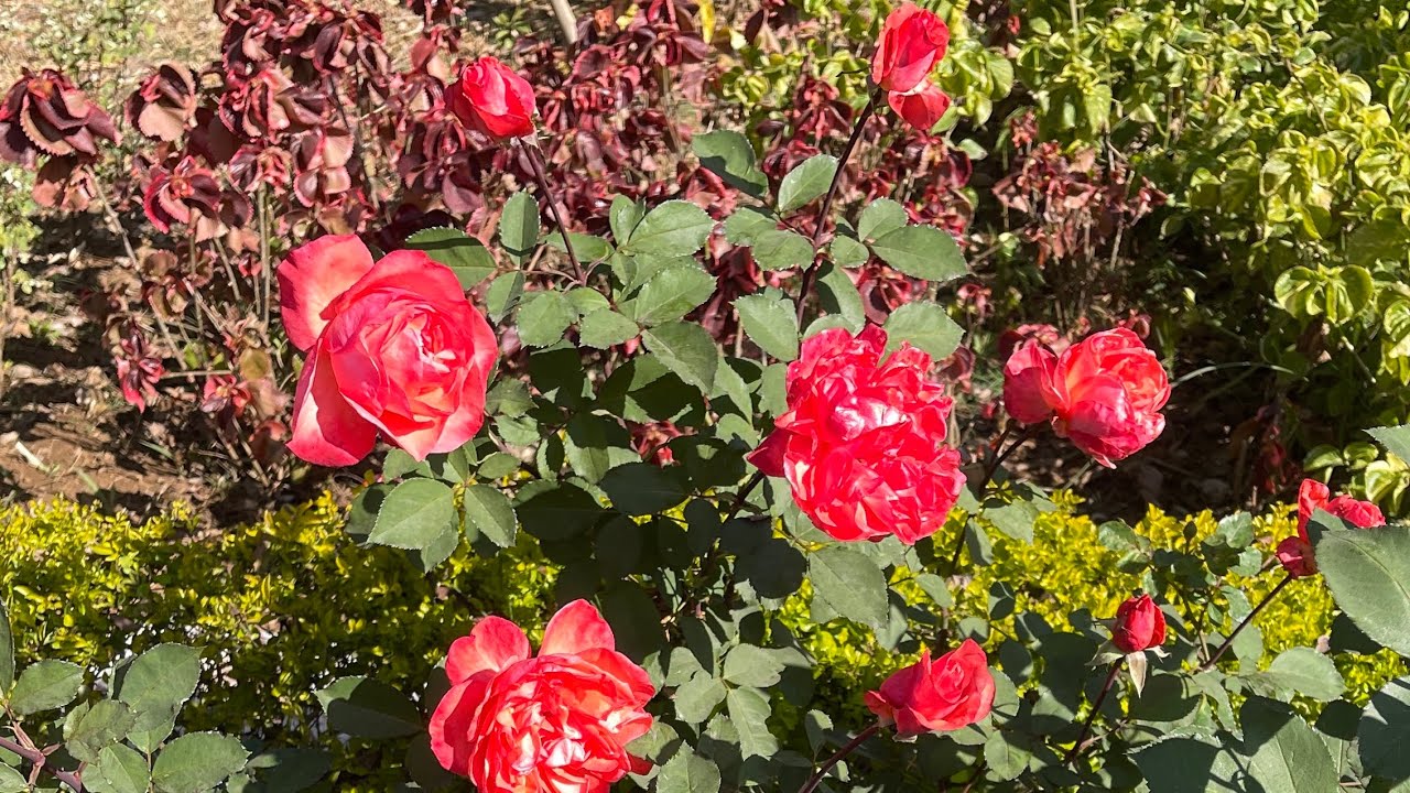 🌱 Morning Gardening Live | Plants Care Tips | Real Time Gardening