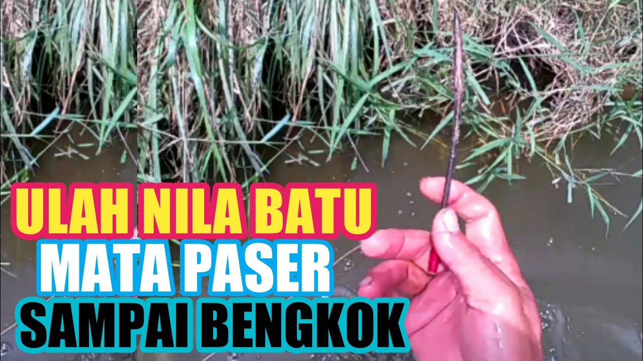 Tembak ikan / Fish Hunting / Paser ikan mania #fishing #sniper #ramadan