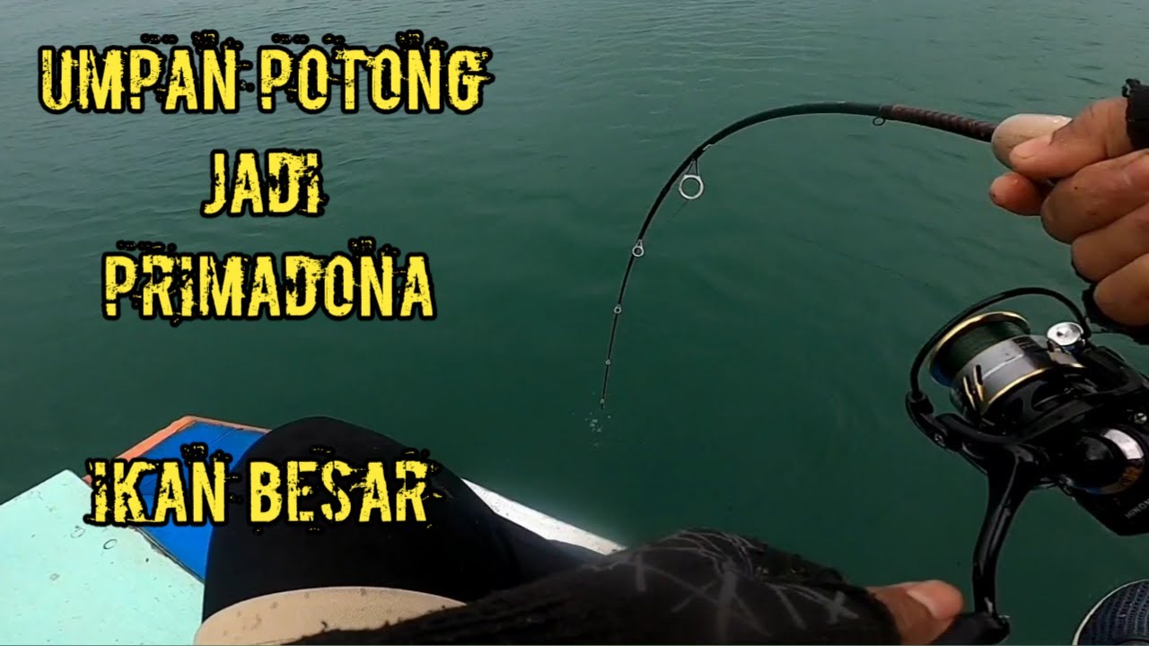IKAN BESAR-BESAR KELAS ATAS MALAH SUKA UMPAN POTONG - MANCING DASARAN LAUT