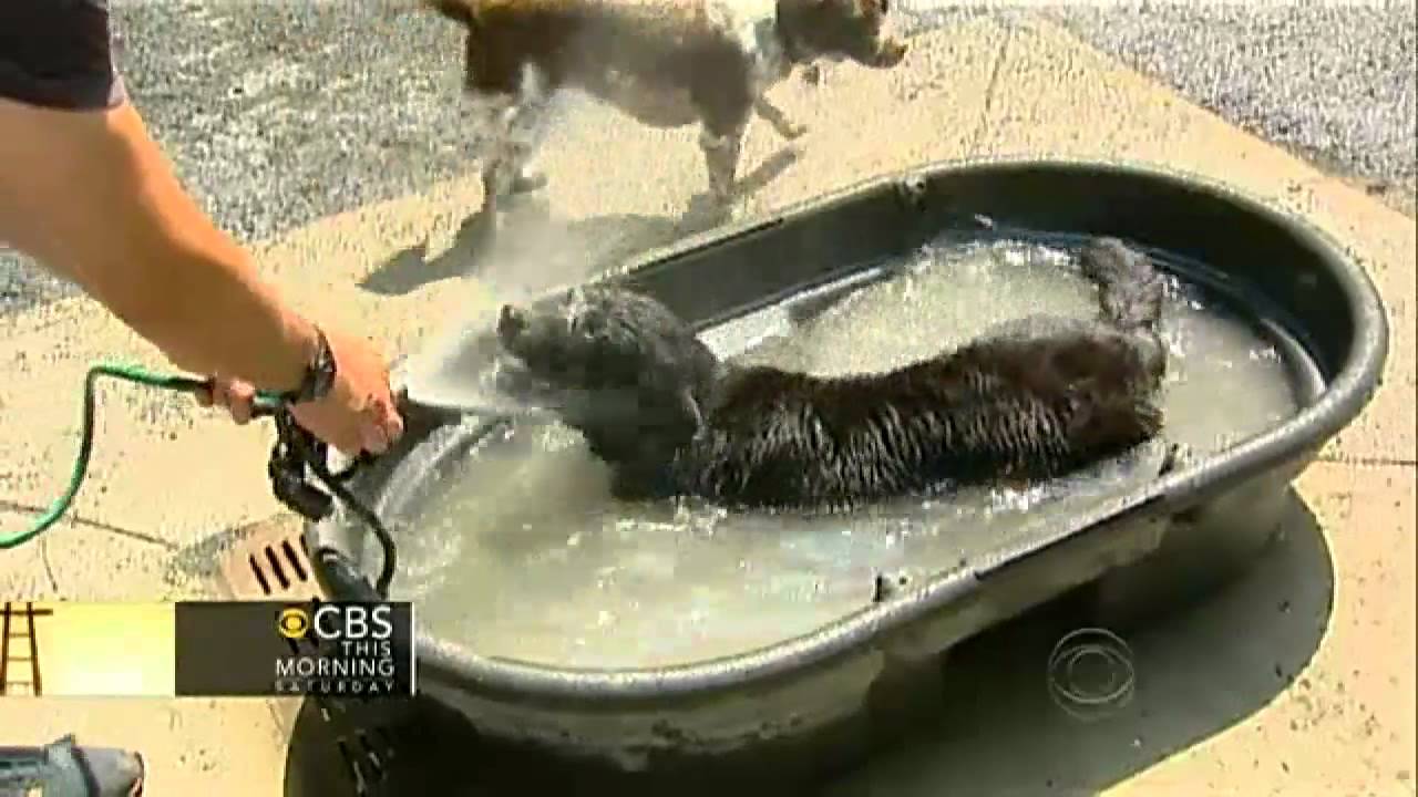 Keeping your dog cool in the heat