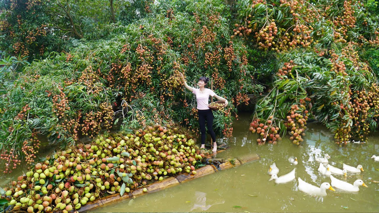 Amazing harvesting millions of fruits lychee - Use 4-Wheeled Truck Transport Many lychee To Sell