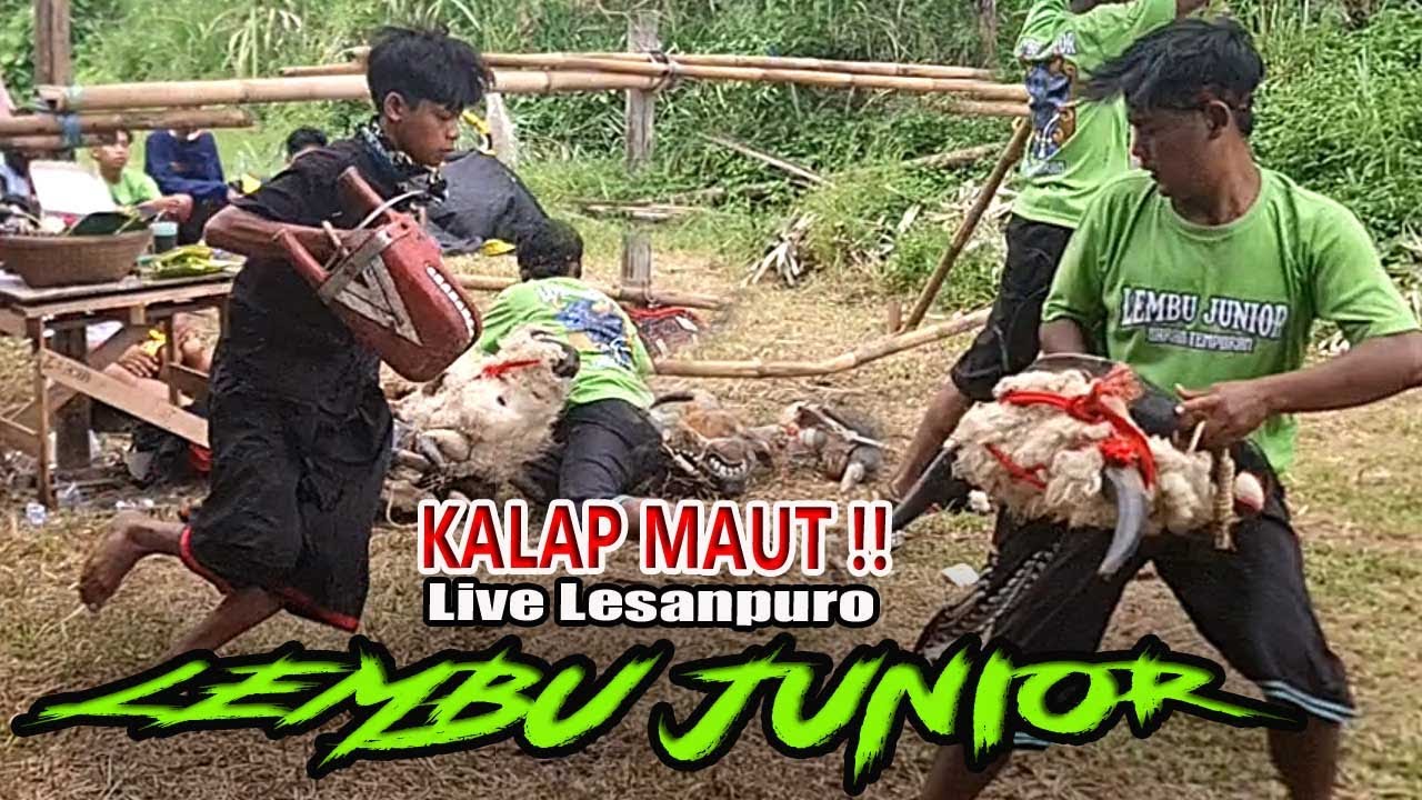 LEMBU JUNIOR NGAMUK🦬😡‼️ Kerasukan Demit Ganas Bikin Merinding