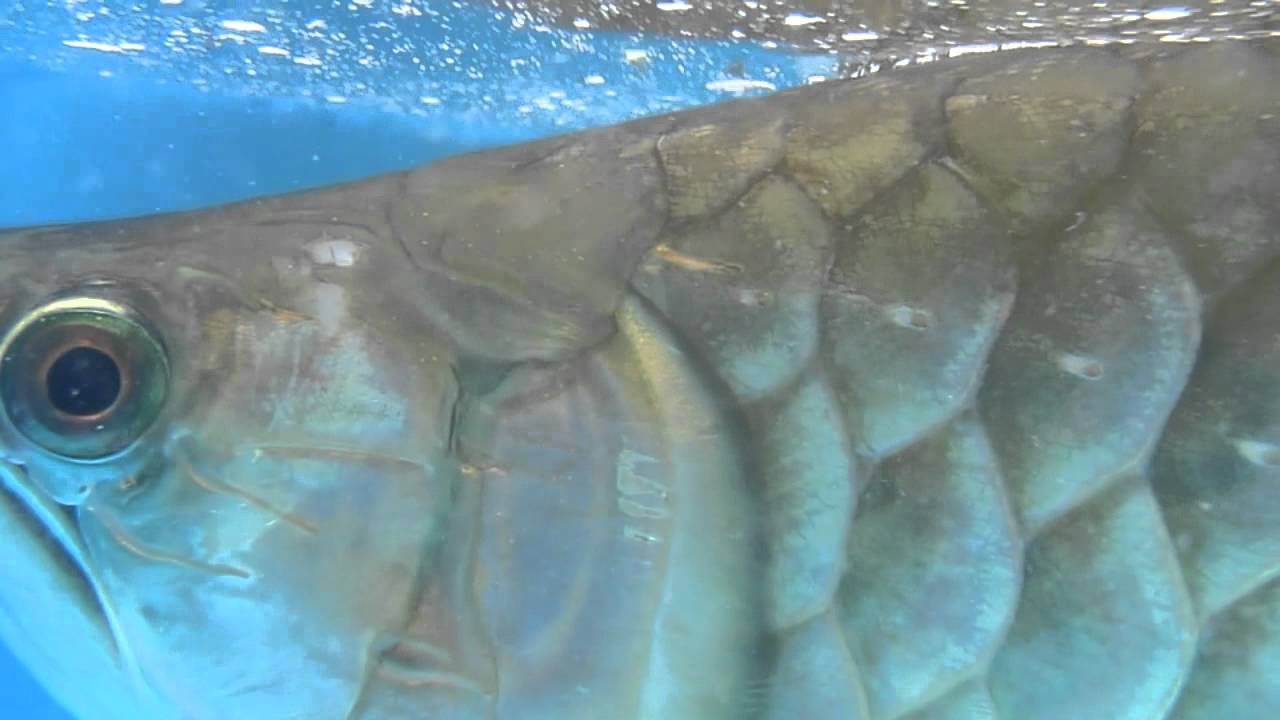 TLkmDN's 56cm Green AROWANA Measurement!  (21/7/2011)