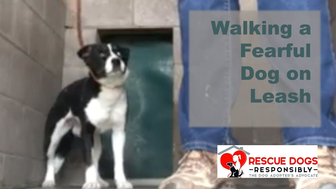Fearful Dog Walking on Leash - Dog from Hoarding Case
