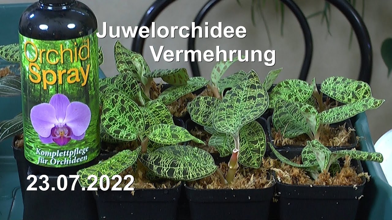 Juwelorchidee Macodes Blattschmuck Orchidee Vermehrung Anzucht Einpflanzen
