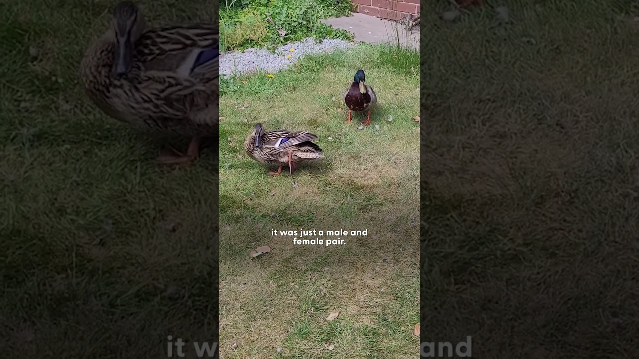 Family's New House Comes With A Bunch Of Ducks | The Dodo