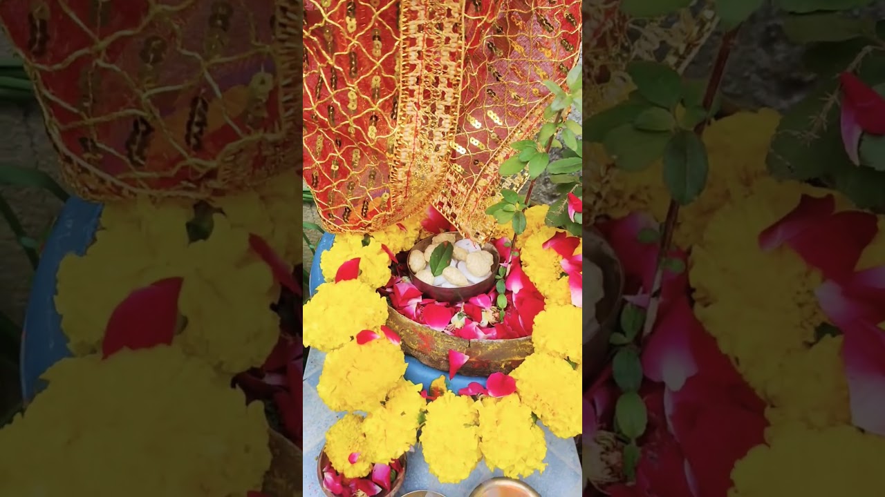 #TulsiMaiya#TulsiMata#TulsiPuja#TulsiVivaha#TulsiDevi#TulsiBhakti#TulsiAradhana#TulsiMahalaxmi#🌿🌿🙏🏻