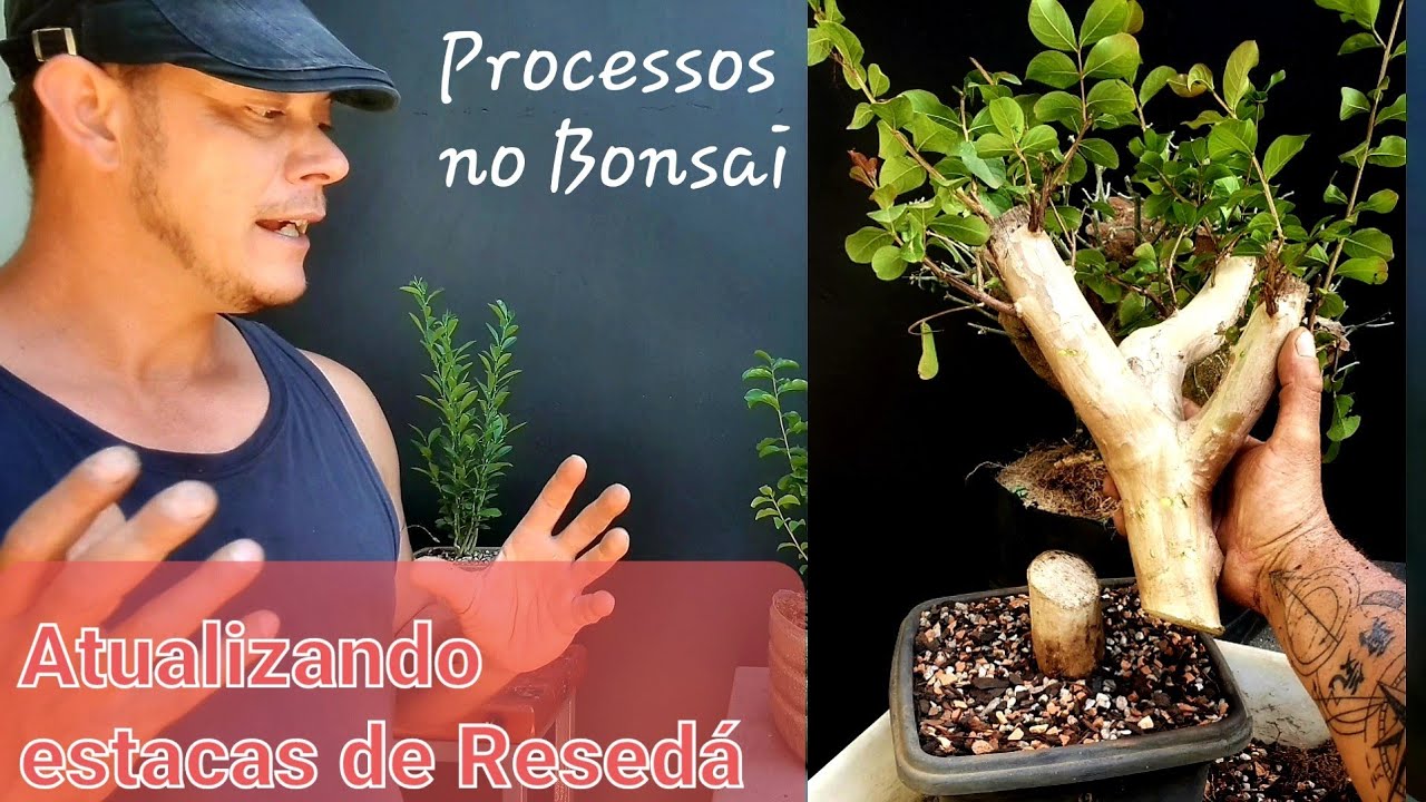 Poda drástica um processo necessário