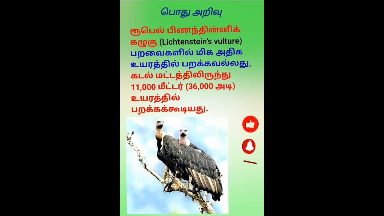 vulture/கழுகு 