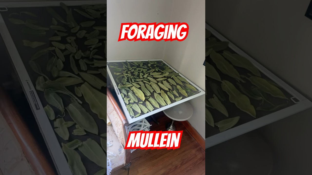Harvesting & Drying Mullein Old-School Setup That Works #herbalism #wildcrafting #foraging #natural