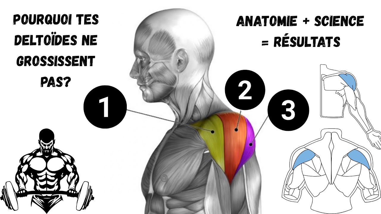 👉 Comment bien entra&icirc;ner les delto&iuml;des (les 3 faisceaux expliqu&eacute;s)