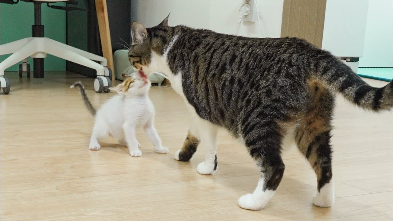The Big Cat Wants to Take Care Of the Rescued Kitten │ Episode.36
