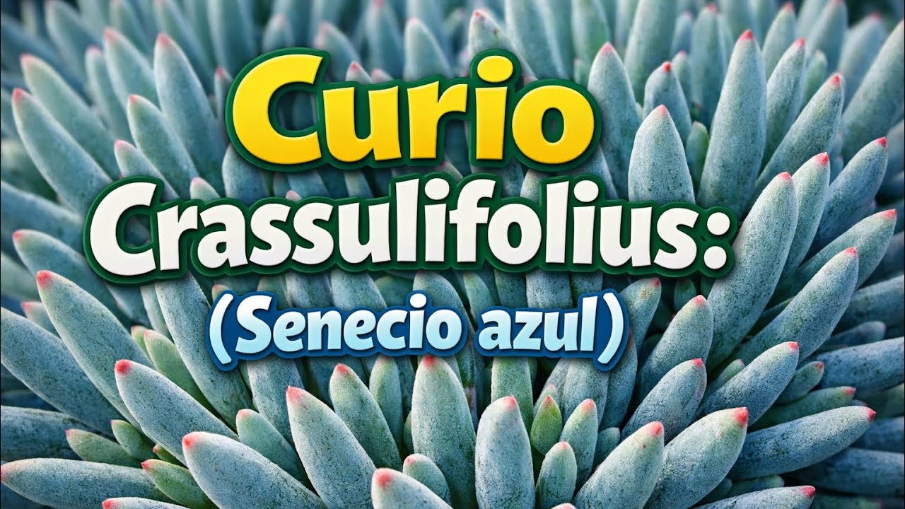 Curio Crassulifolius: (Senecio azul) Trasplante y cuidados