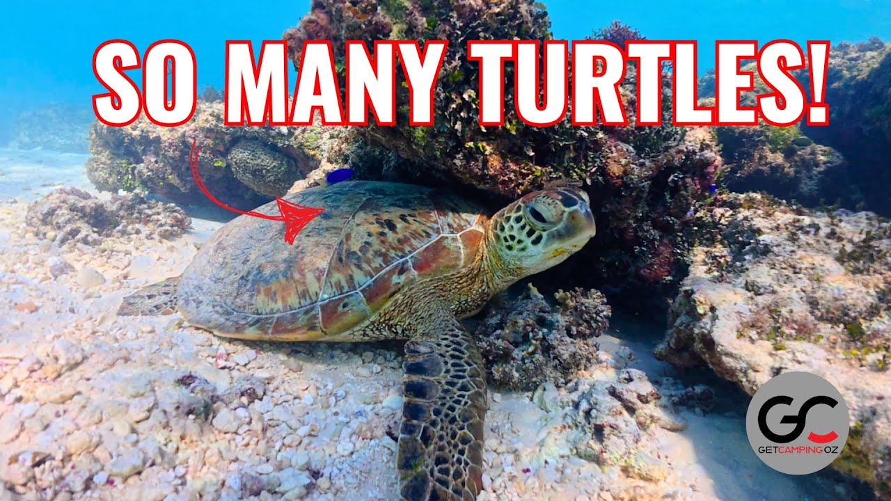 WA's BEST! Exmouth & NINGALOO - TURTLES OFF TAP!
