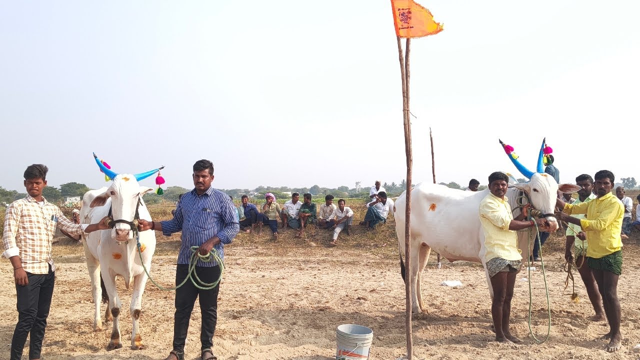 🔴 లింగాపురం అంతర్ రాష్ట్ర గిరిక పోటీ 2026 // 6.kadi. indhuvashi injanna bulls