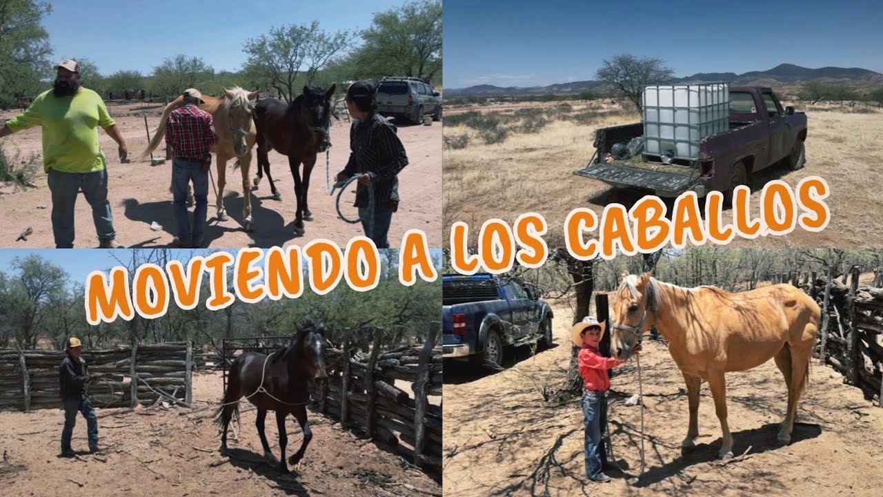MOVIENDO LOS CABALLOS DEL BARBAS RANCH A UNA MILPA DE SAN LÁZARO 🤠🌵