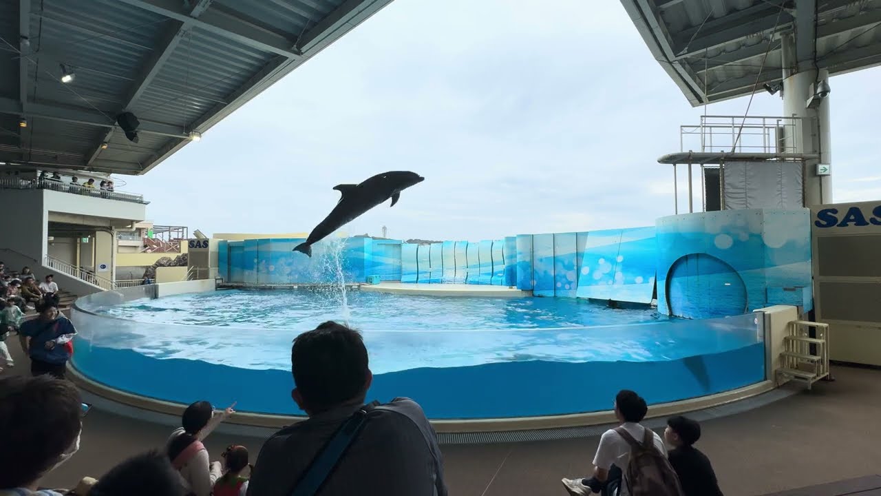 2024.10.26 Wave～きみの波になりたい～ 12:00 / 新江ノ島水族館