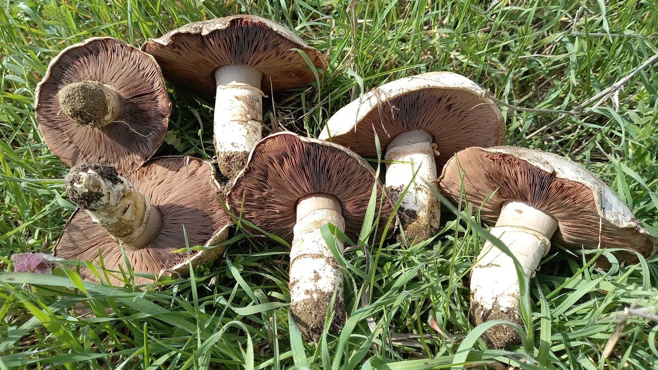 Agaricus bitorquis & Agaricus arvensis. Και διάφορα ακόμη είδη της κεντρικής Μακεδονίας.17/3/24