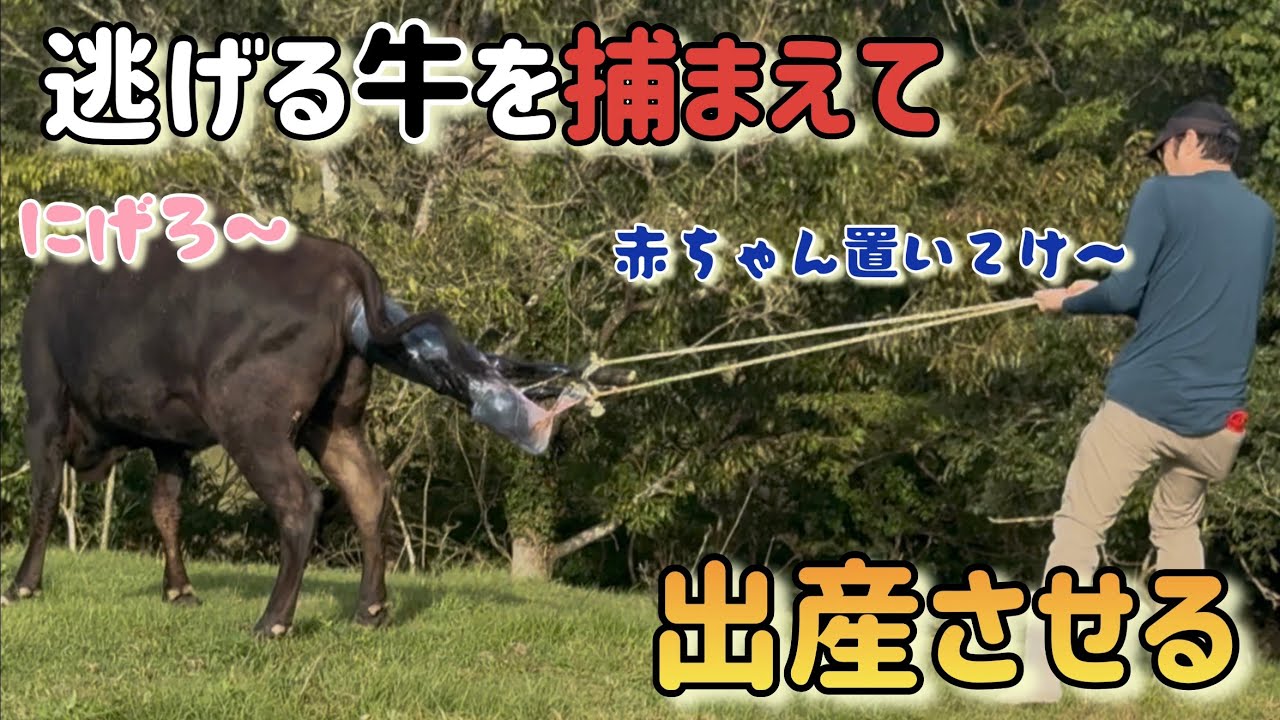 フライング出産