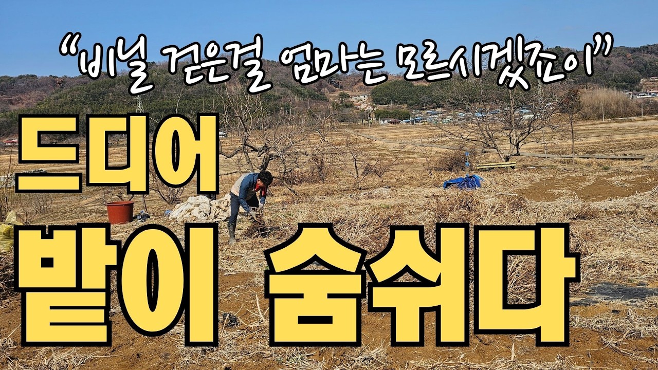 [농사기록-2026.2.28. 봄맞이 밭청소] 3년 묵은 부직포를 제거했더니 밭이 숨을 쉬는 듯했어요. 일한 뒤  컨테이너농막에서 라면먹방! 