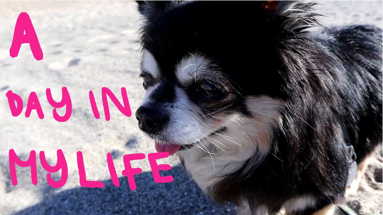 A Day in the Life of a Chihuahua