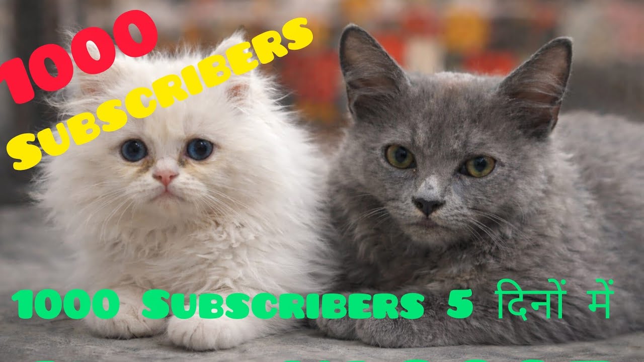 1000 subscribers #kitty #persiancat #kitten #cat #catmemes #catvideos #cats