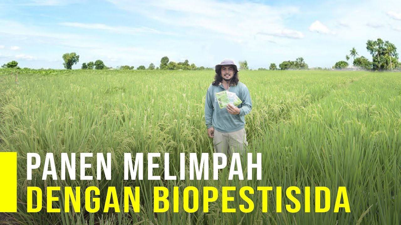 Panen Padi Melimpah Dan Sehat Dengan Biopestisida