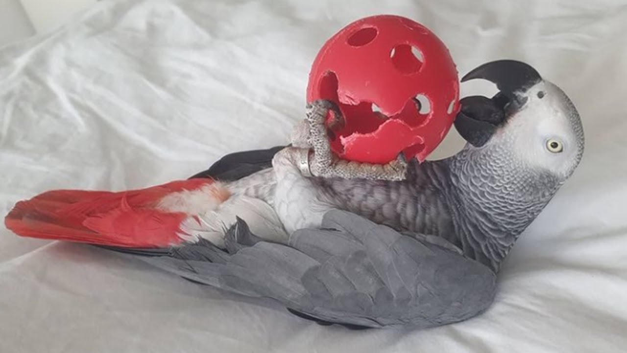 Talking African Grey Parrot | Grey Parrot Talking | Parrot Talking | Funniest Parrots