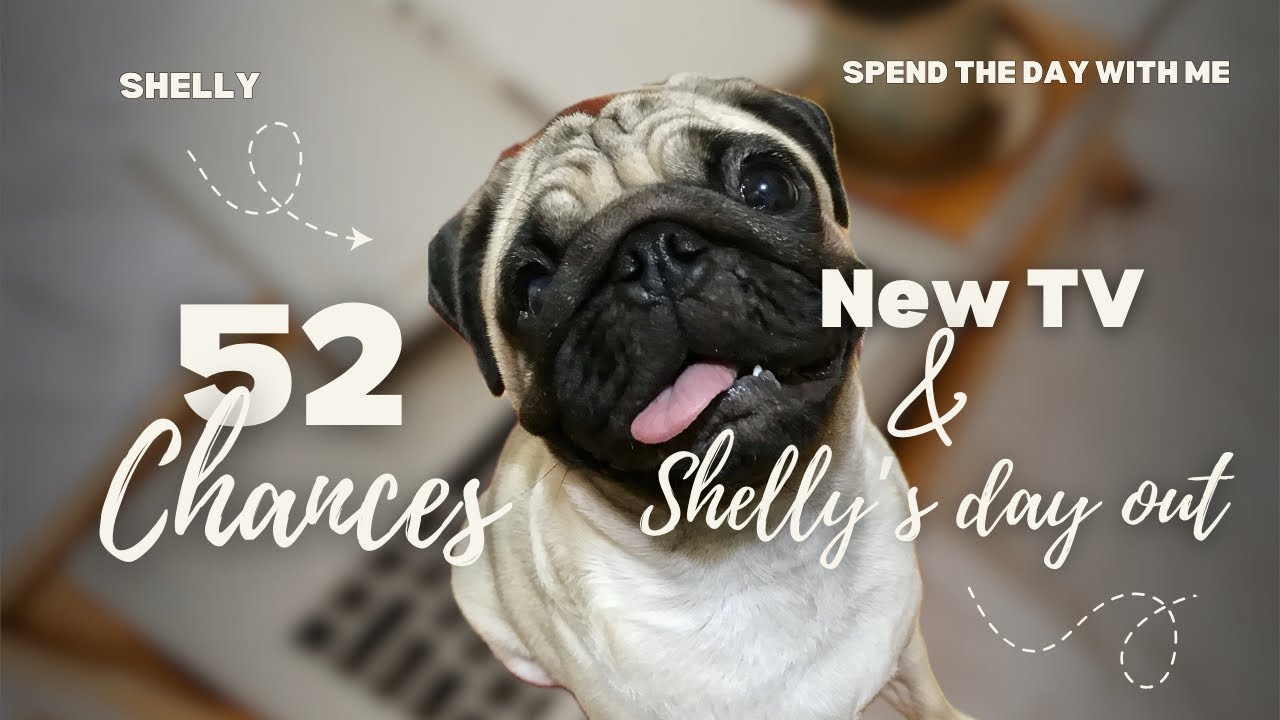 52 chances - Weekend Vlog: Dog’s Day Out with Shelly 🐶 | New TV Unboxing 📺 + Coffee Shop Hopping ☕️ 