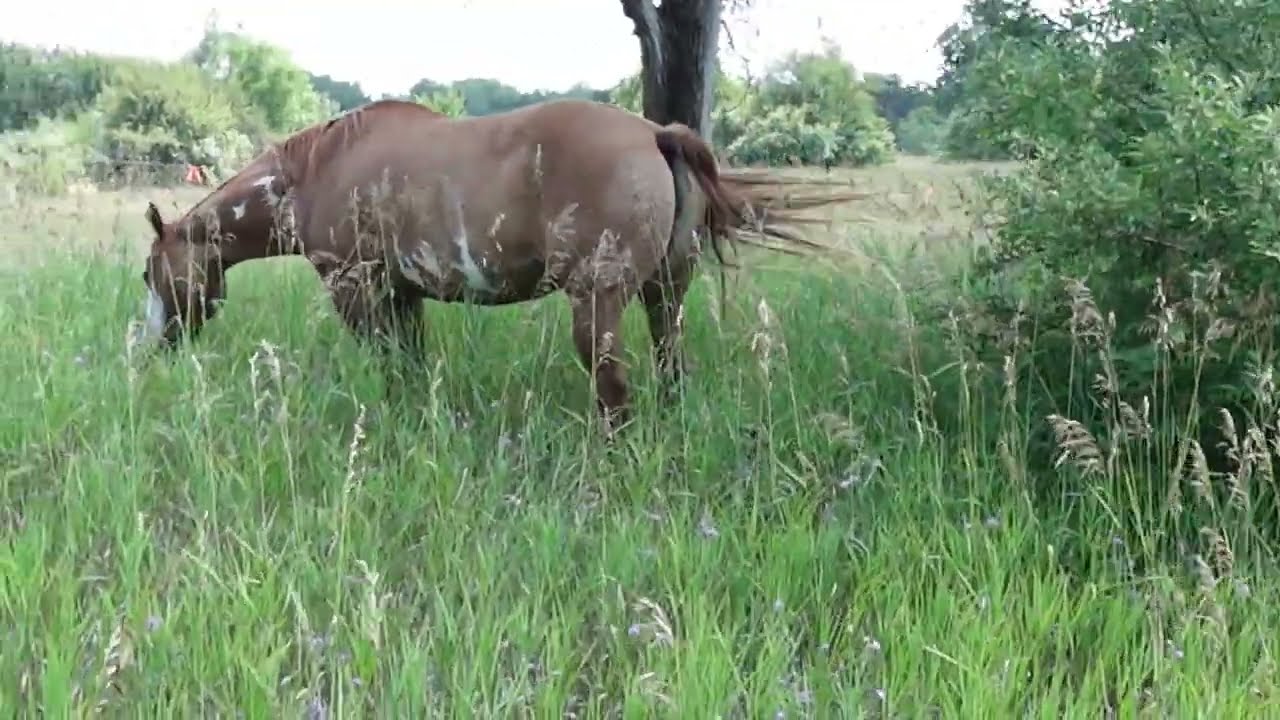 Horses Are In The New Pasture! More Grass, Bigger Area, and Shade Trees!