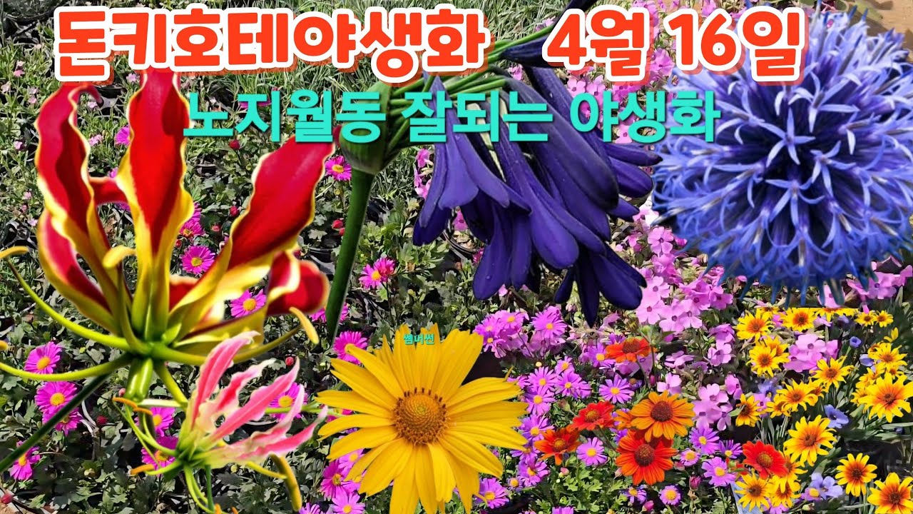 #황금새우란 #하늘바라기4종 #독일붓꽃 #덩쿨장미 #오공국화 #연령초 #토종분꽃 #돈키호테야생화