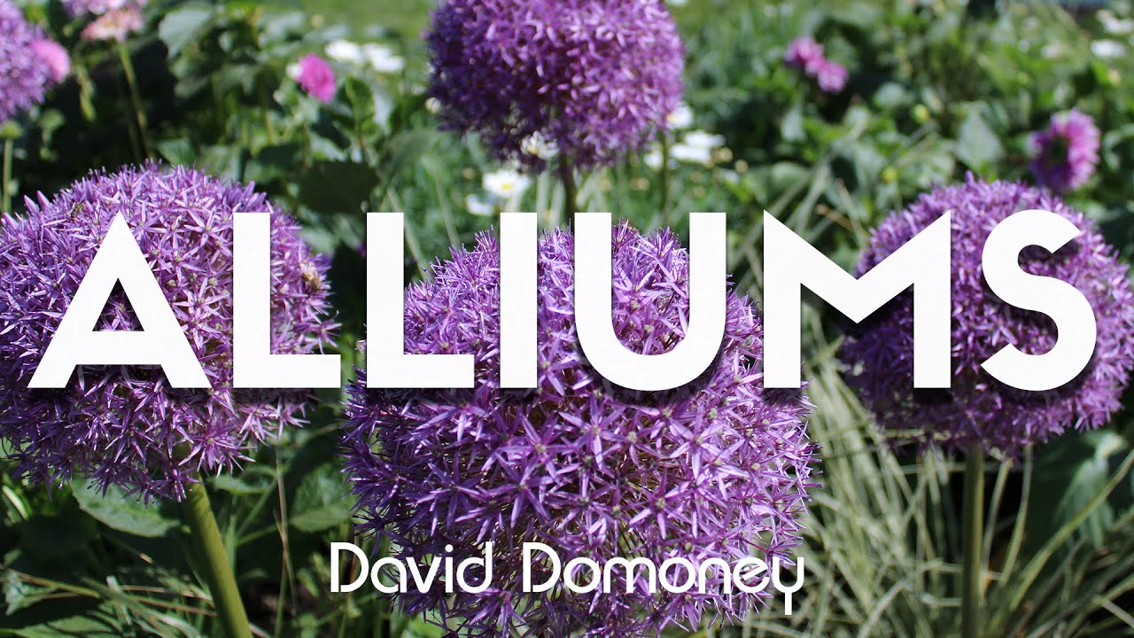 Alliums: The Science, Myths & Google Questions Answered
