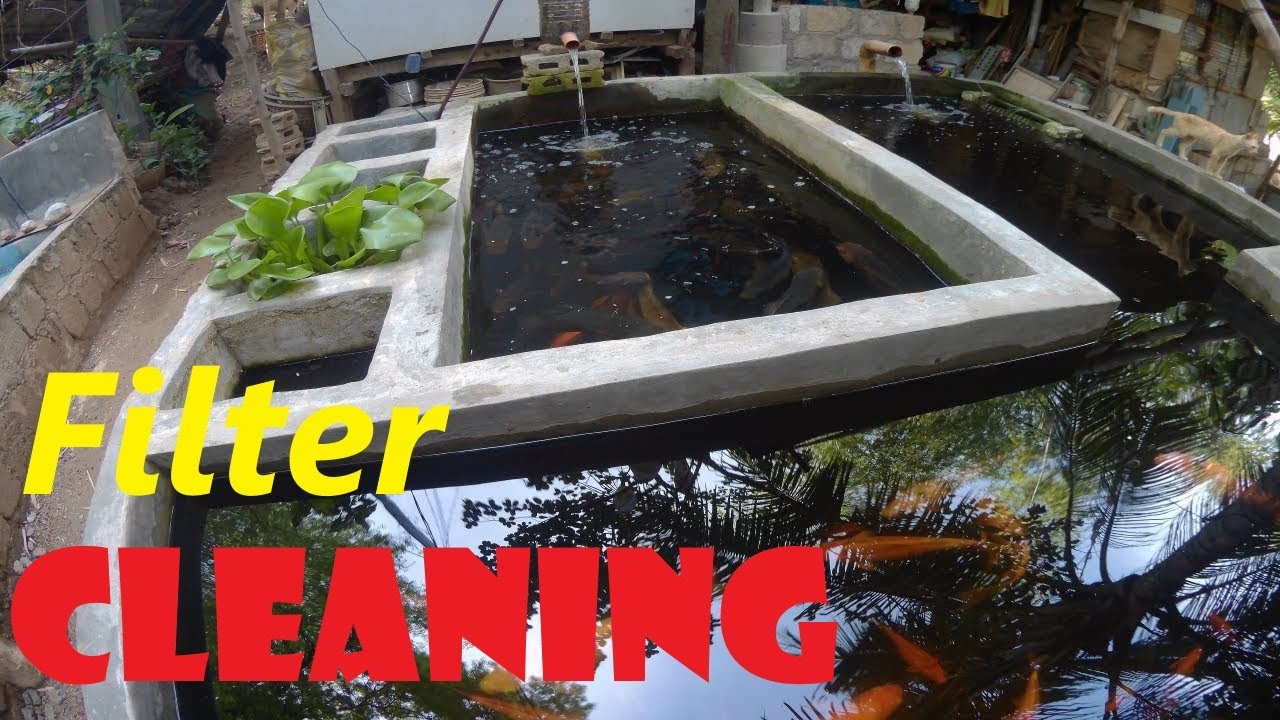 How Do I Clean My Concrete Koi & Tilapia Pond Filter System - Backyard Breeding & Farming