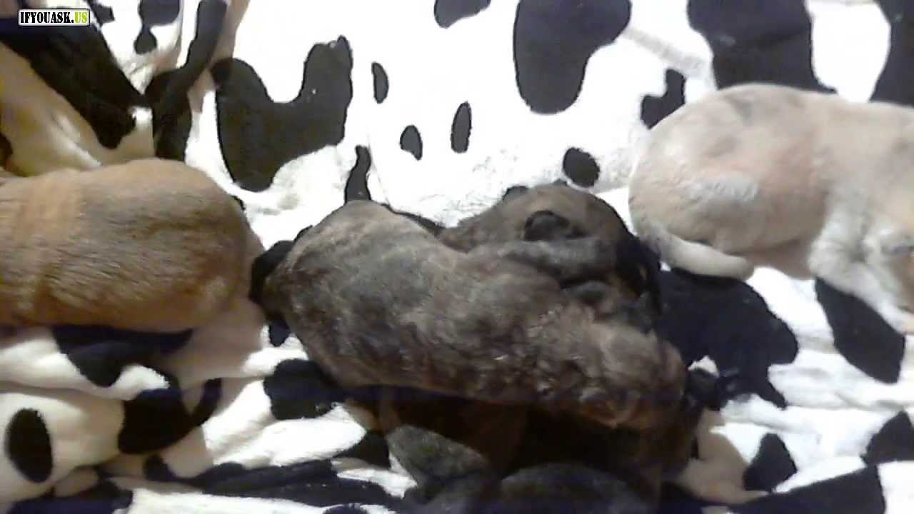 The 5 Rafeiro Do Alentejo Puppies Together. (5 Days Old)