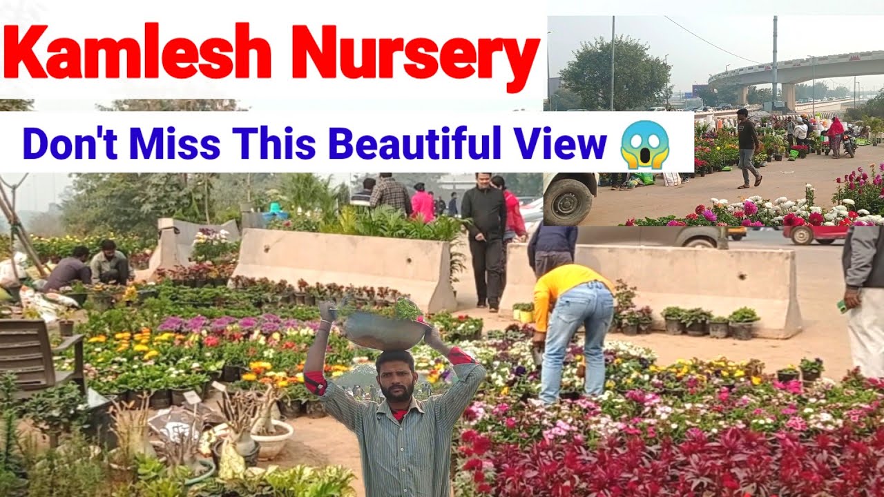 दिल्ली के हर Gardeners की पसंद है ये Nurseries ||Mayur Vihar Nursery|| #youtube #plantnurseryvisit 