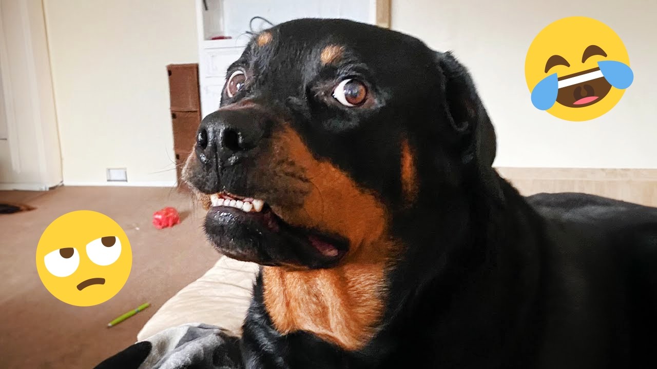 I'm 101% SURE that you will LAUGH EXTREMELY HARD- Funny Dog 2026 #281