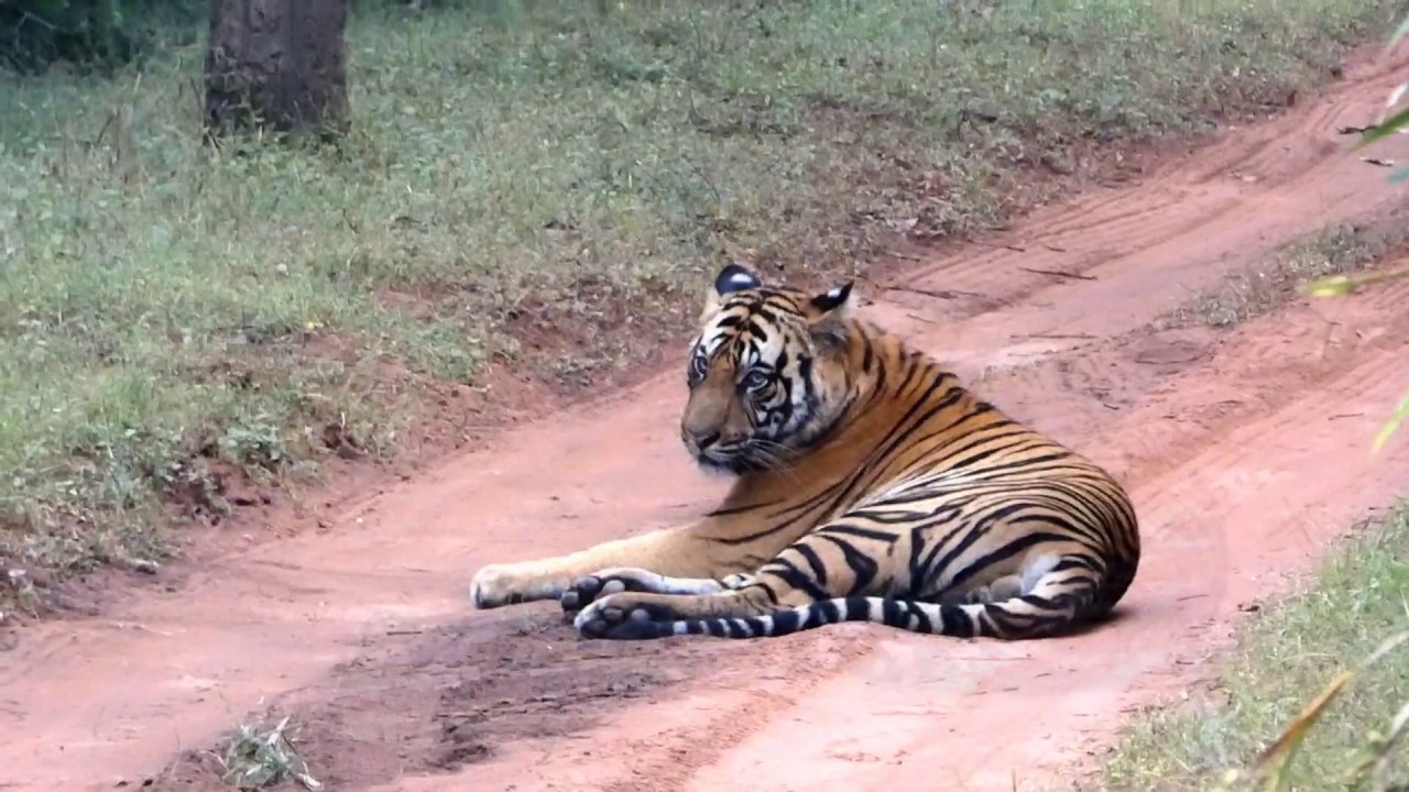 Safarireis India | Djoser