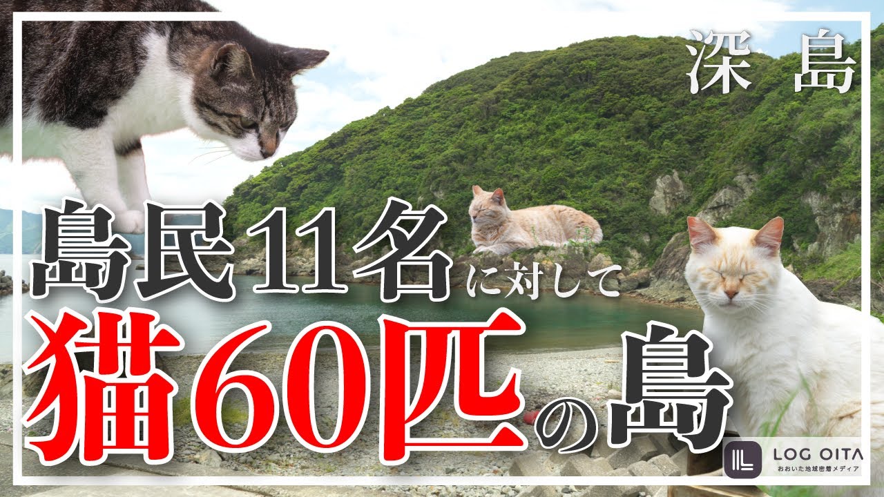 島民11名に対して猫が
