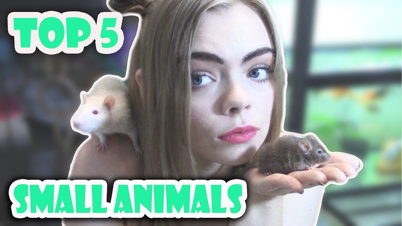TOP 5 BEST BEGINNER SMALL PETS!! (Cute furry pets!)