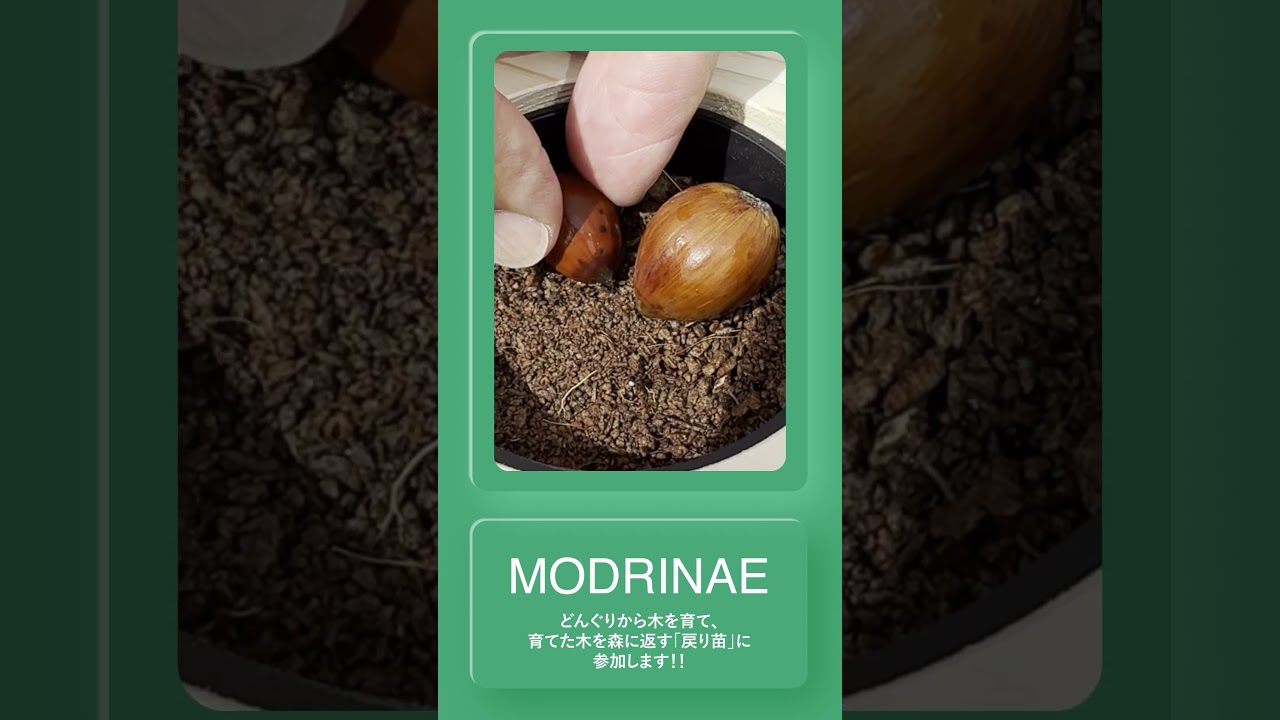 戻り苗  #戻り苗 #modrinae #ショート
