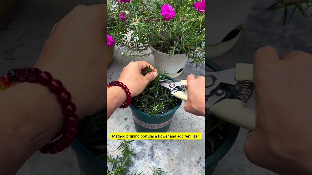 prune portulaca grandiflora and add fertilizer #gardening #floweringplant #handmadeplanter #plants