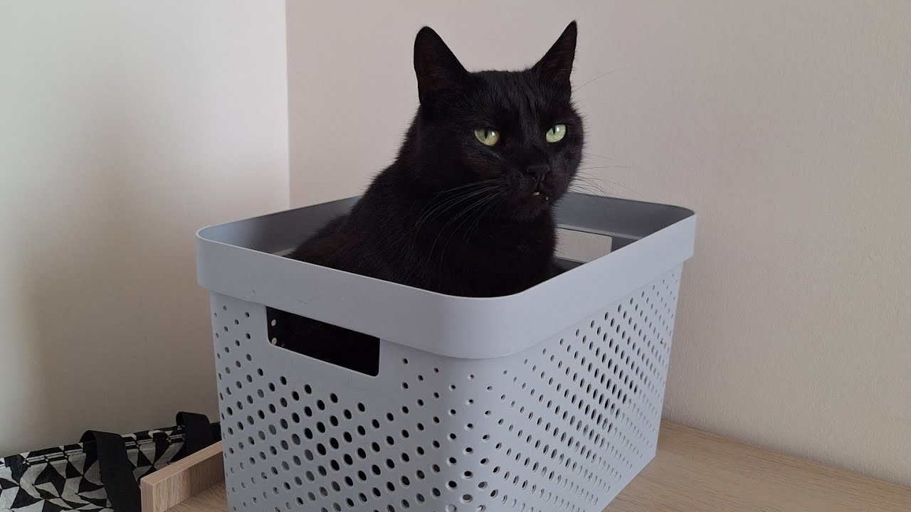 Кошкин дом